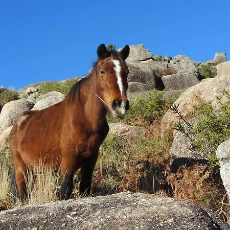 Campo Tamanqueiro