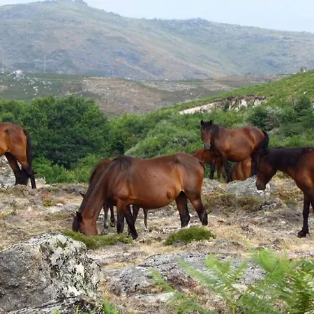 Campo Tamanqueiro